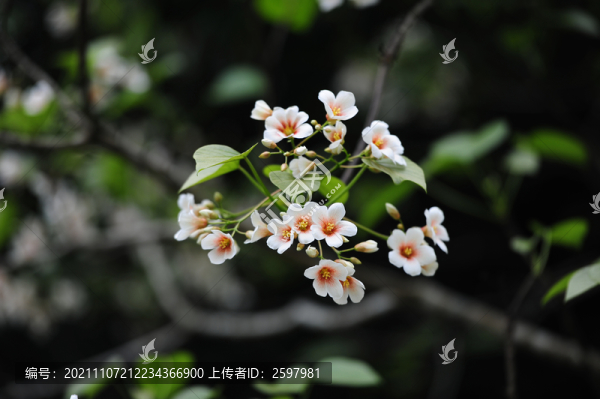 油桐花