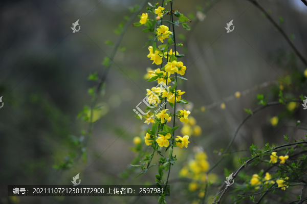 迎春花