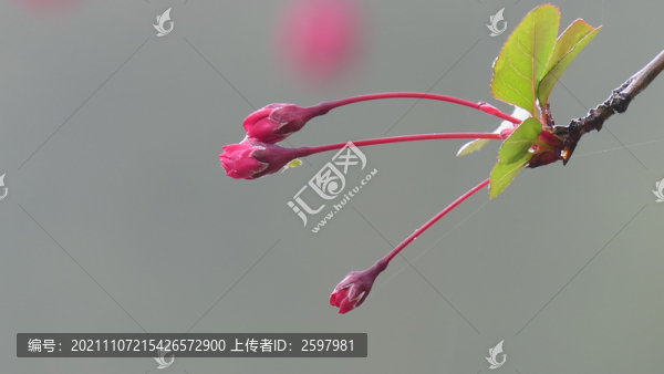 海棠花