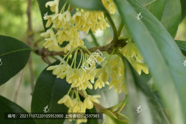 桂花