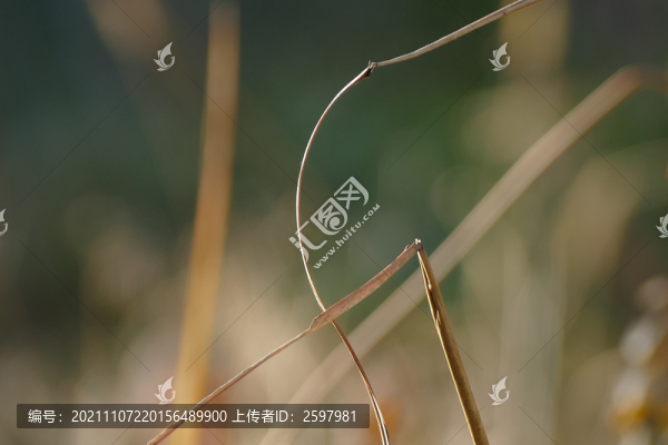 雜草叢