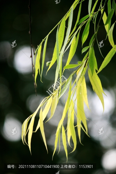 柳枝