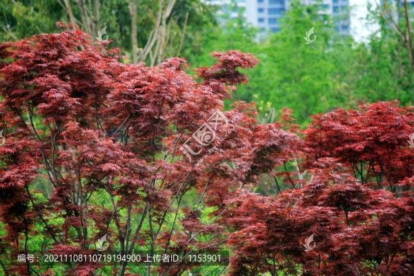 紅楓