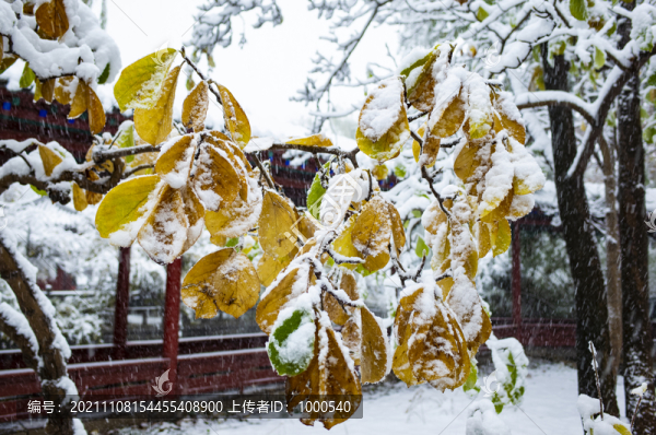 雪中的樹葉