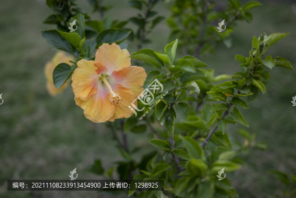 朱槿花
