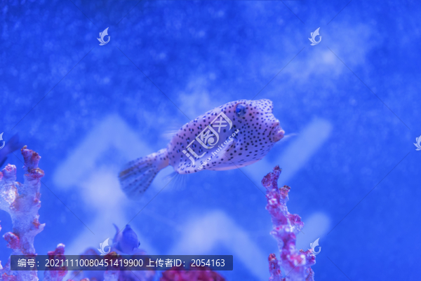 海洋生物