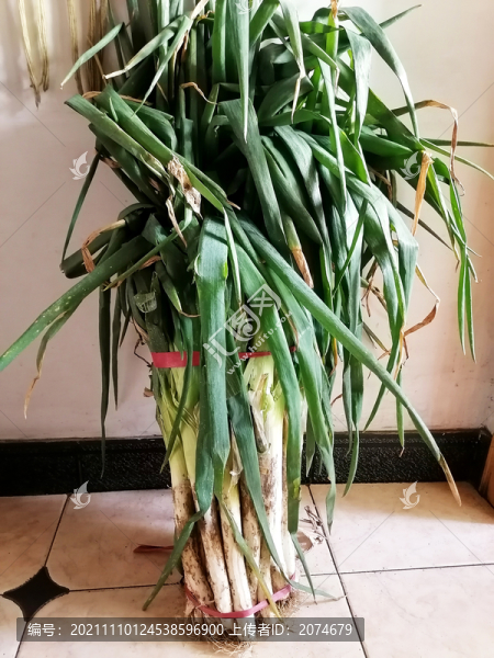 一捆大蔥