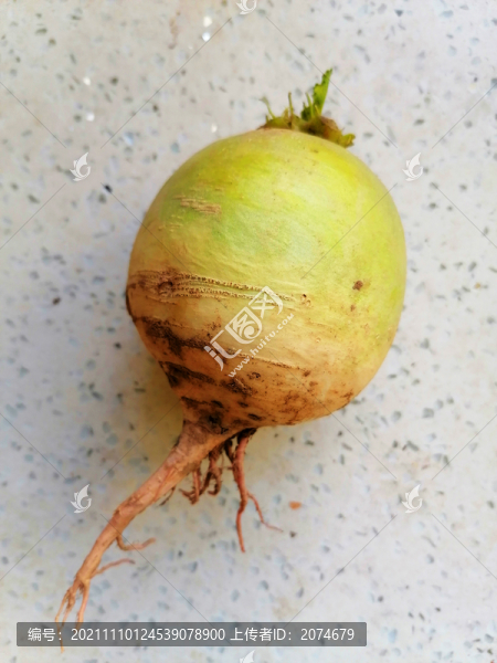 蘿卜