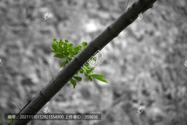 植物