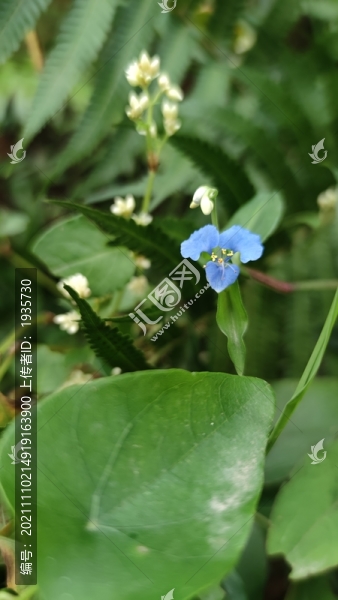 鴨拓草花