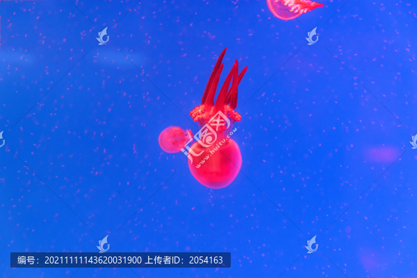 海洋生物