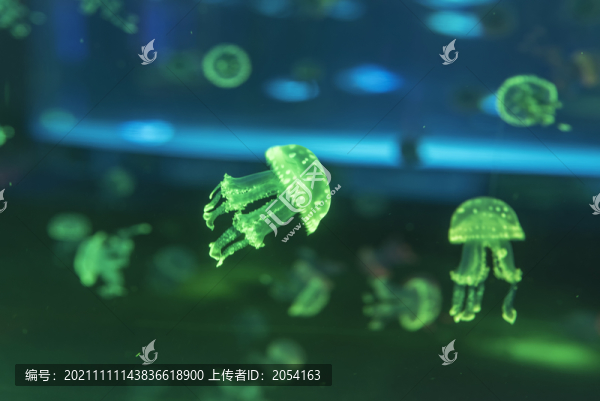 海洋生物