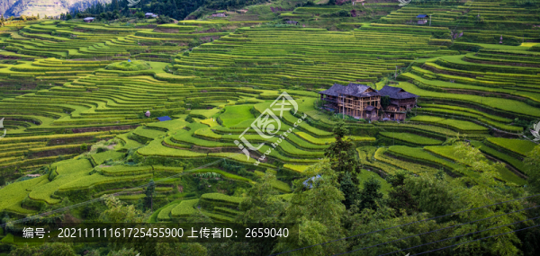 加榜梯田