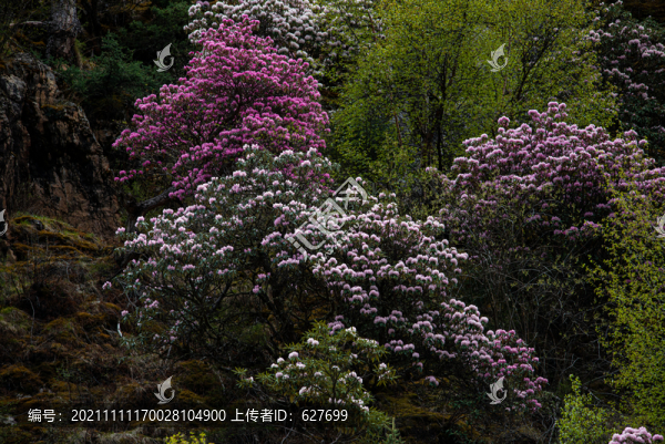 高山杜鵑