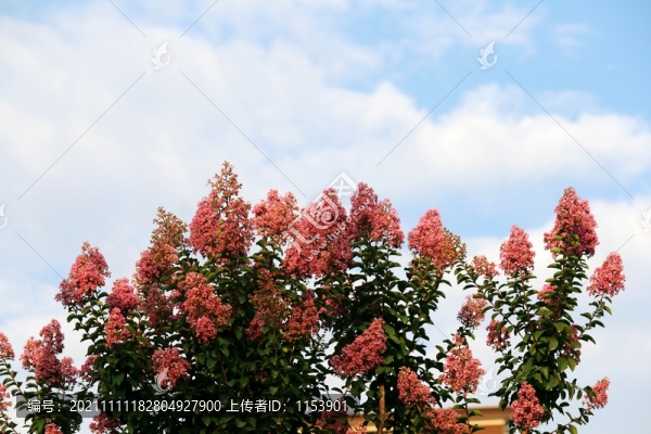 紫薇花
