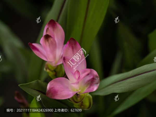 鮮花