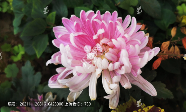 菊花