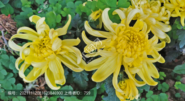 菊花