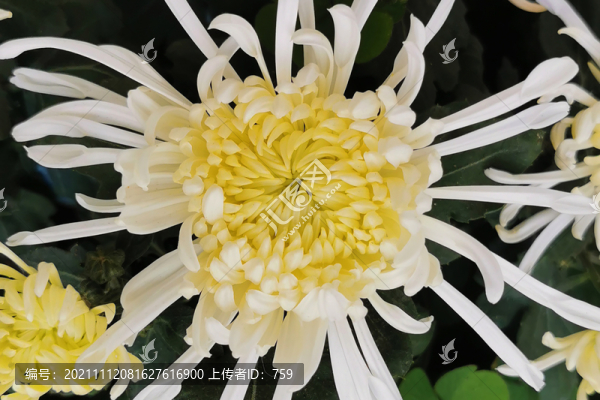 菊花