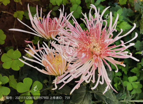 菊花