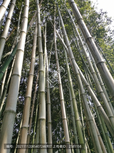 竹林