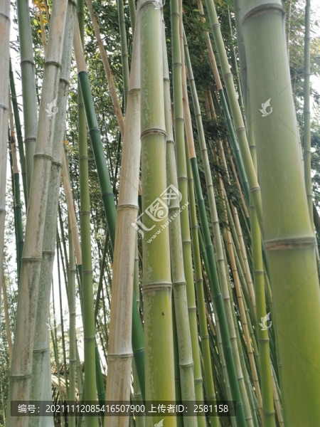 竹林