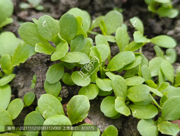 菜地小青菜拍攝