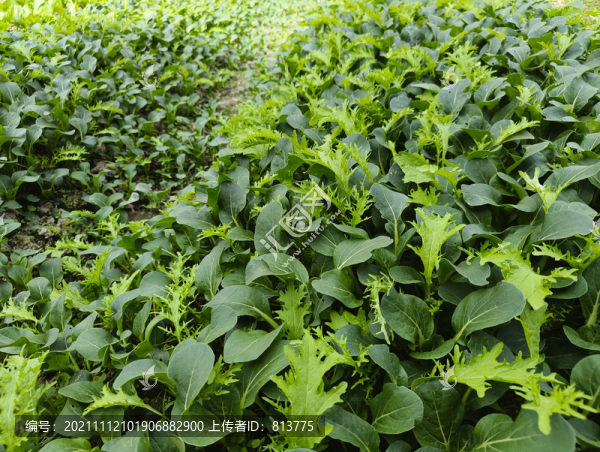 基地小青菜