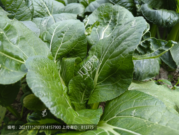 綠葉卷葉菜
