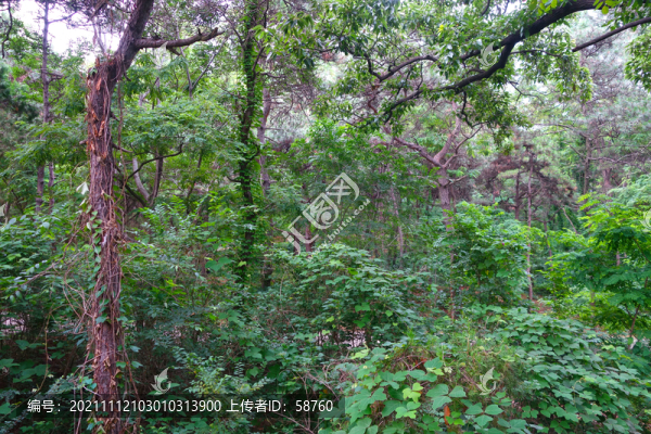 北戴河聯(lián)峰山花木繁茂