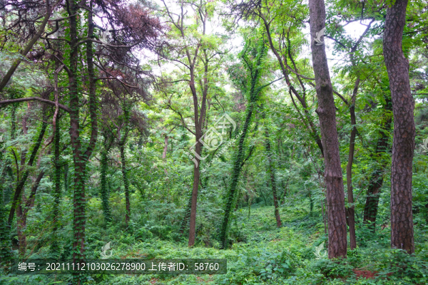 北戴河聯(lián)峰山花木繁茂