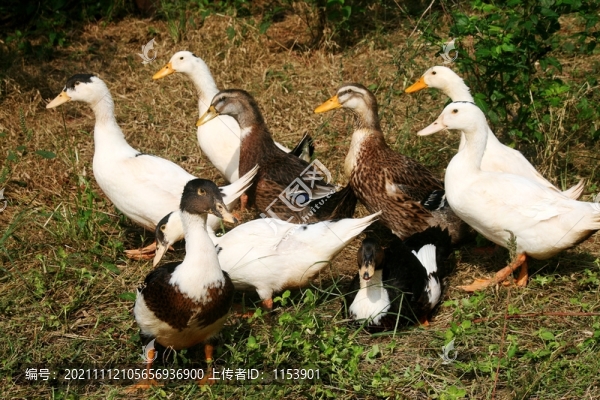 土鴨