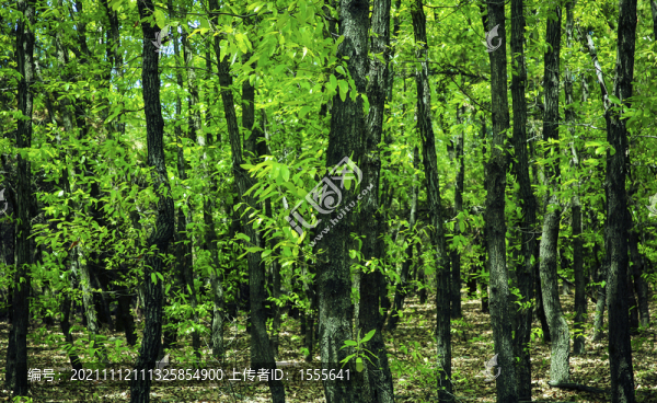 綠樹林
