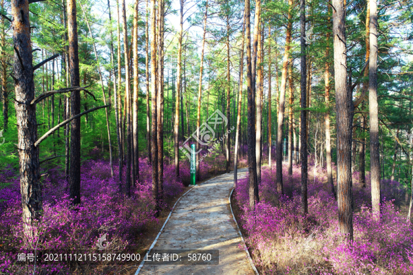 松林花叢小路