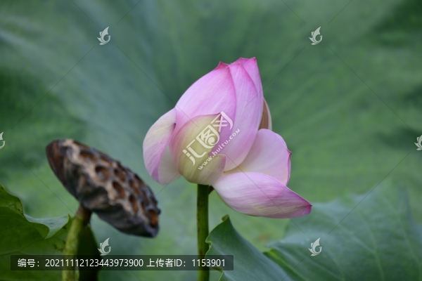 荷花