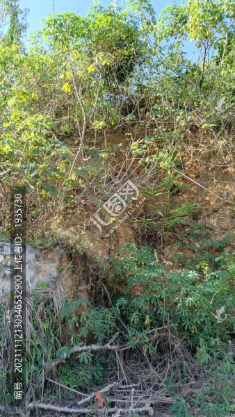 枝葉與陽(yáng)光
