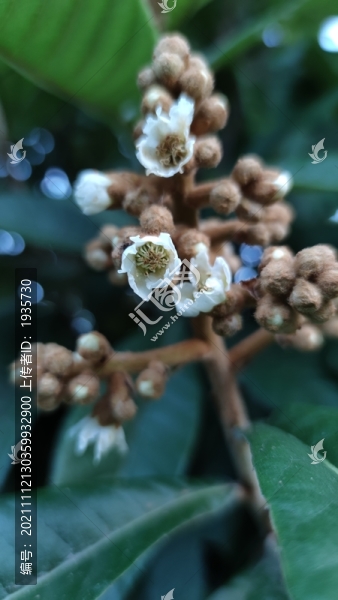 枇杷花
