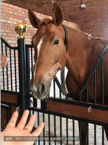 馬