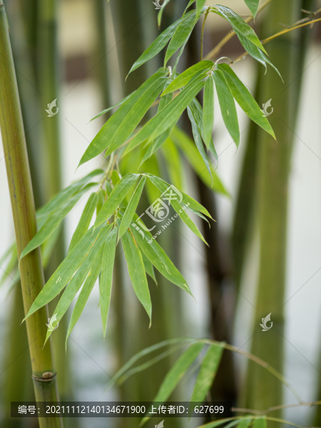 透過光的竹葉