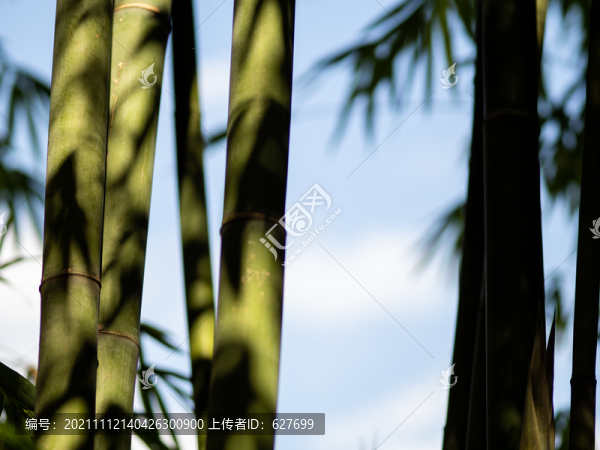 竹