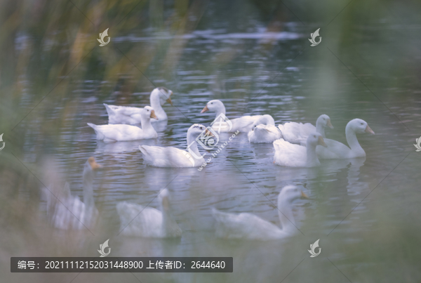 青城公園天鵝