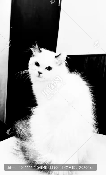 小花貓