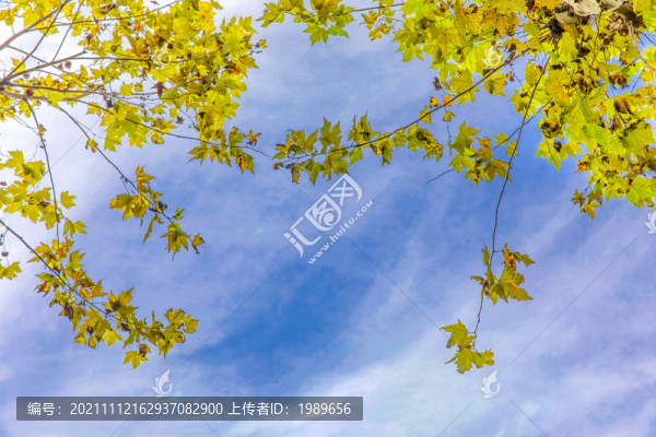 樹葉花邊