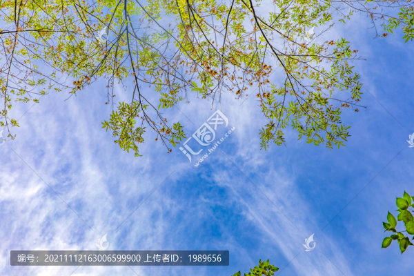 仰望樹枝藍(lán)天白云