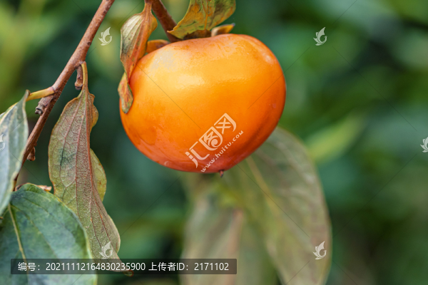 火紅的柿子