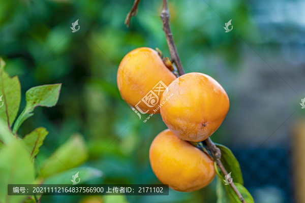火紅的柿子