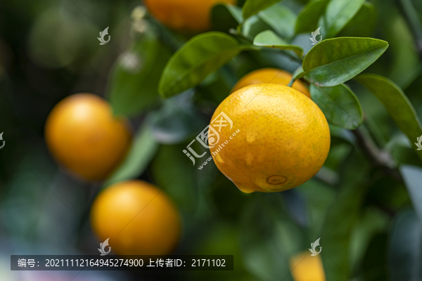 蜜橘