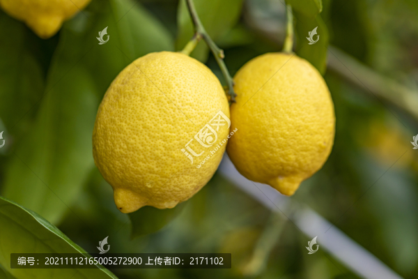 檸檬
