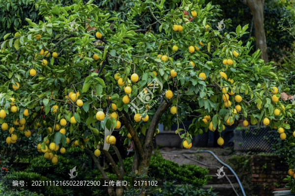 檸檬樹