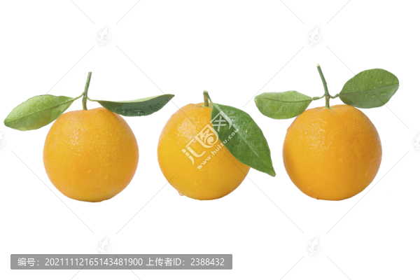 臍橙